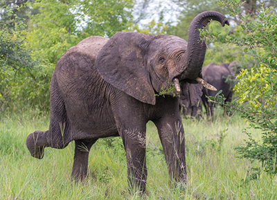 How to make an elephant dance